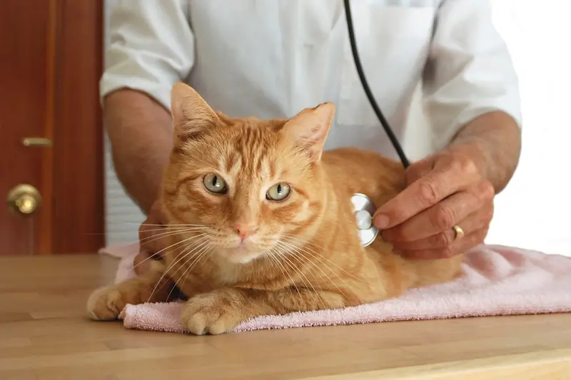 How To Deal With & Prevent Cat Diarrhoea - VETIQ (2) - VETIQ Healthy+ How To Deal With & Prevent Cat Diarrhoea - VETIQ (2)