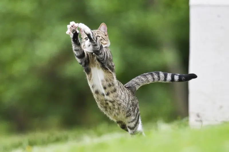 How To Deal With & Prevent Cat Diarrhoea - VETIQ (3) - VETIQ Healthy+ How To Deal With & Prevent Cat Diarrhoea - VETIQ (3)