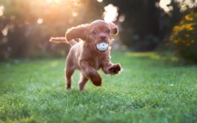 Our Guide To Joint Care For Puppies