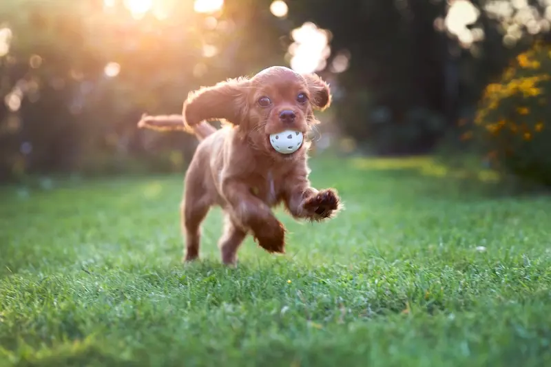 Our Guide To Joint Care For Puppies - VETIQ (1)