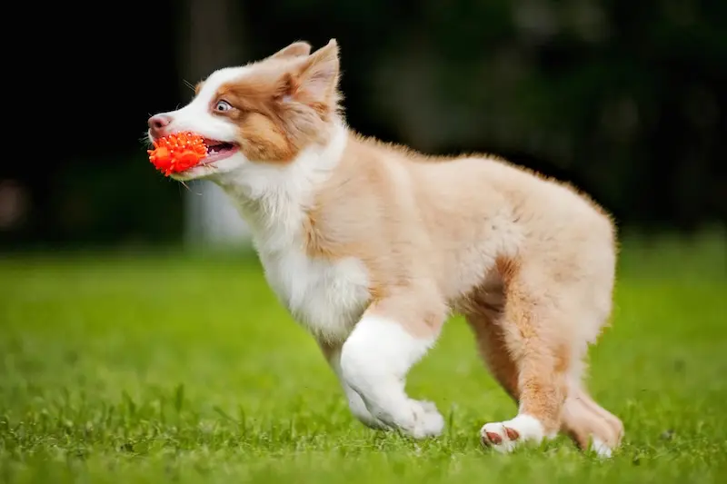Our Guide To Joint Care For Puppies - VETIQ (2)