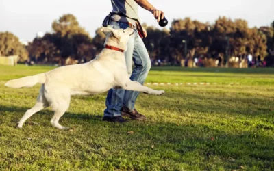 Tips For Easing Dog Joint Stiffness After Exercise