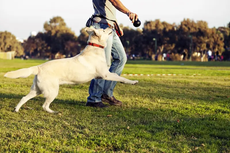 Tips For Easing Dog Joint Stiffness After Exercise – VETIQ (1) Tips For Easing Dog Joint Stiffness After Exercise - VETIQ (1)