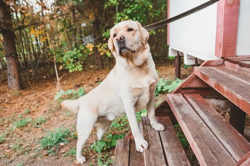 Tips For Easing Dog Joint Stiffness After Exercise - VETIQ (2) - VETIQ Healthy+ Tips For Easing Dog Joint Stiffness After Exercise - VETIQ (2)