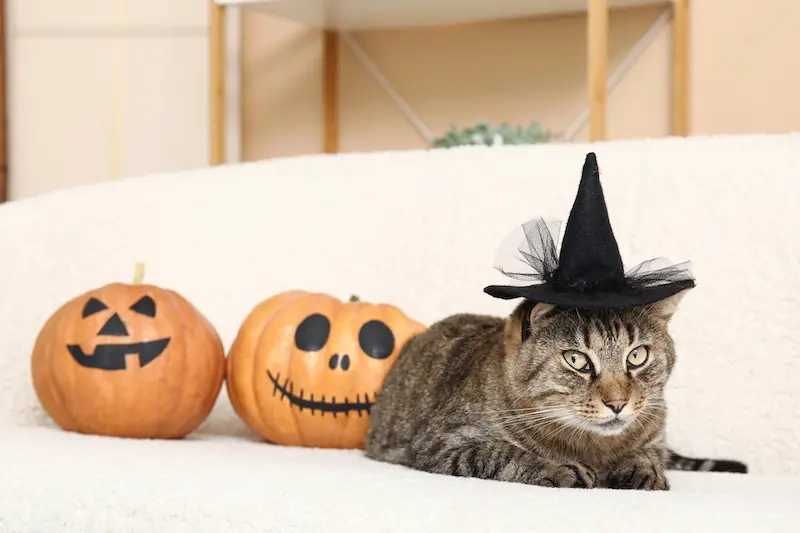 How To Calm Nervous Pets This Fireworks Bonfire Season - VETIQ (2)