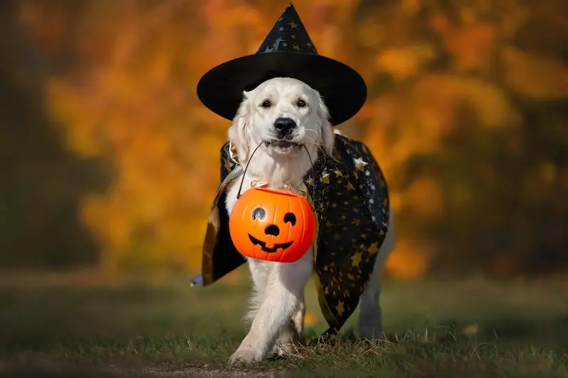 How To Calm Nervous Pets This Fireworks Bonfire Season - VETIQ (3)
