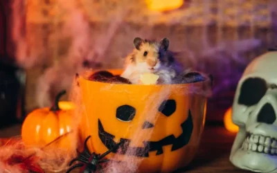 Our Guide To Keeping Small Pets Calm During Halloween