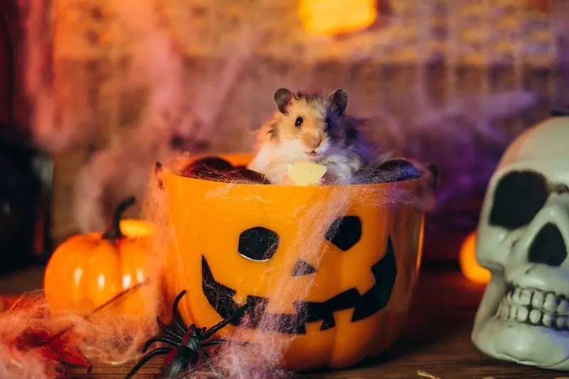 Our Guide To Keeping Small Pets Calm During Halloween – VETIQ (1) Our Guide To Keeping Small Pets Calm During Halloween - VETIQ (1)