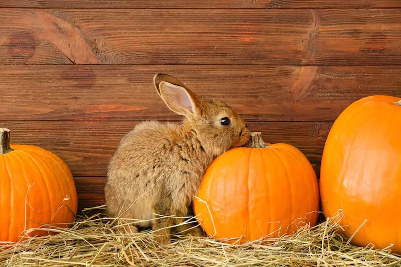 Our Guide To Keeping Small Pets Calm During Halloween - VETIQ (2) - VETIQ Healthy+ Our Guide To Keeping Small Pets Calm During Halloween - VETIQ (2)