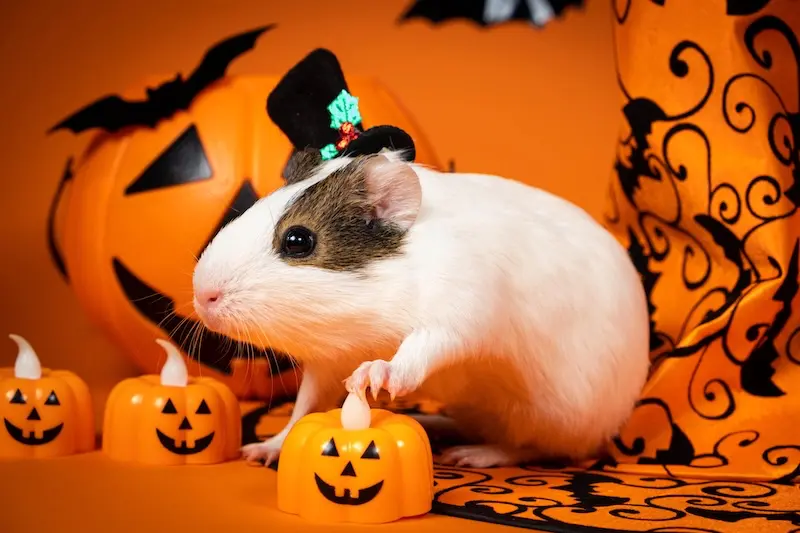 Our Guide To Keeping Small Pets Calm During Halloween - VETIQ (3) - VETIQ Healthy+ Our Guide To Keeping Small Pets Calm During Halloween - VETIQ (3)