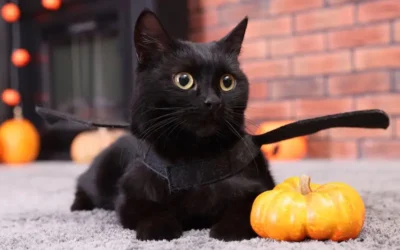 Tips For Keeping Cats Calm At Halloween