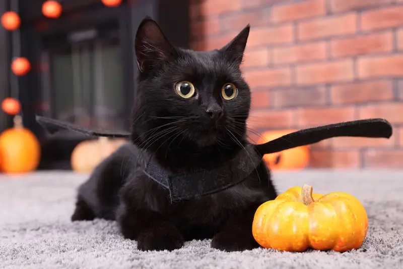 Tips For Keeping Cats Calm At Halloween – VETIQ (1) Tips For Keeping Cats Calm At Halloween - VETIQ (1)