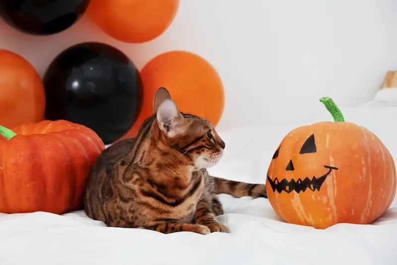 Tips For Keeping Cats Calm At Halloween - VETIQ (2) - VETIQ Healthy+ Tips For Keeping Cats Calm At Halloween - VETIQ (2)