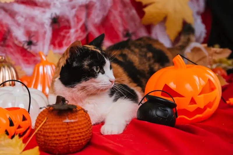 Tips For Keeping Cats Calm At Halloween - VETIQ (3) - VETIQ Healthy+ Tips For Keeping Cats Calm At Halloween - VETIQ (3)