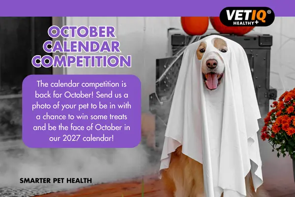 VETIQ Calendar Competition – October 2026